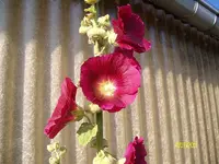 ALIM3250.webp