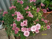 ALIM3251.webp