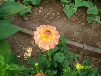 ALIM3254.webp