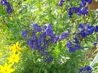 ALIM3255.webp