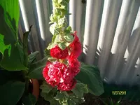 ALIM3262.webp