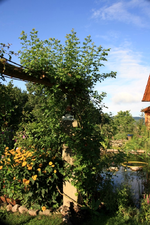 Alchimyst.webp