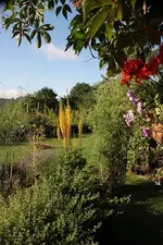 Blick in den Garten.webp