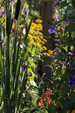 Bunt.webp