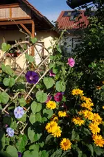 Gelb trifft blau.webp