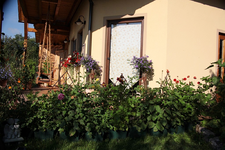 Dahlien.webp
