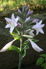Funkienblüte.webp