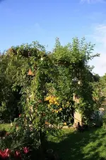 Rosenbogen.webp