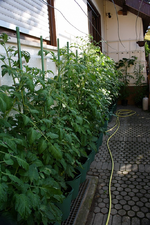 Tomaten (2).webp