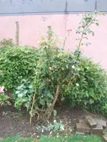Garten3.webp