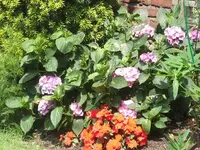 Hortensie.webp