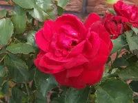 Rose1.webp