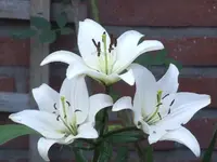 Lilie.webp