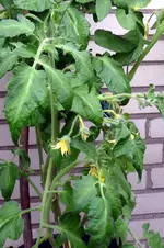 P1140537-1.webp