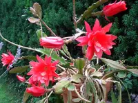 Epiphyl..webp