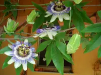 Passiflora.webp