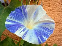 CIMG6816.webp