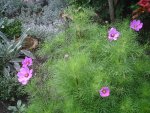 Cosmea.13.07.2011.jpg