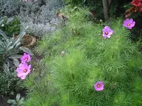 Cosmea.13.07.2011.webp