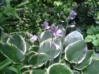 Funkie.13.07.2011.webp