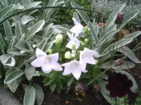 Glockenblume.weiß.13.07.2011.webp