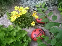 Mädchenauge.13.07.2011.webp