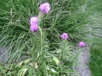 Prachtscharte.13.07.2011.webp