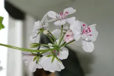 DSC01217.webp