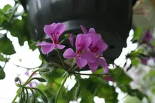 DSC01215.webp