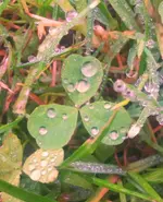 Regentropfen.webp
