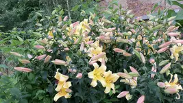 100_0127.webp