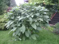 Trompete.13.07.2011.webp