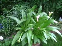 Calla.13.07.2011.webp