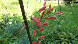 100_0113.webp