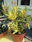 oleander_994.gif