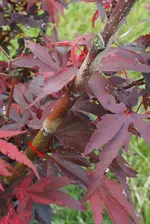DSC01347.webp