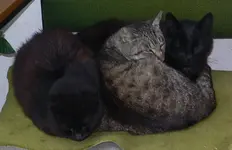 12_7_cats.webp
