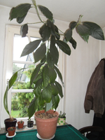 PICT0098.webp