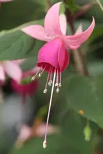 AiredalefKleinau.webp