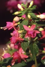 CherryfKleinau02.webp