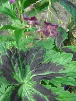 CIMG4888.webp