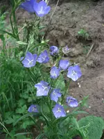 CIMG4972.webp