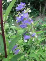 CIMG4976.webp