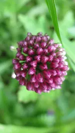 allium.webp
