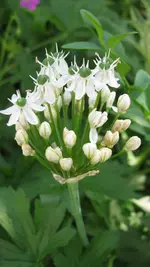 allium (2).webp