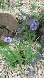 binsenlilie.webp