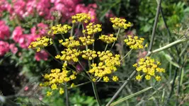 bronzefenchel.webp