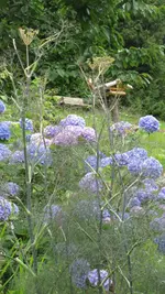 bronzefenchel hortensie.webp