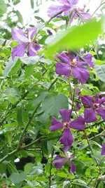 clematis etoile violet.webp