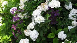 clematis hortensie.webp